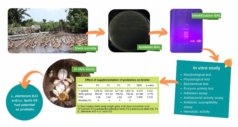 42-Lactobacillus_plantarum_and_Lactococcus_lactis_of_duck_excreta_as_probiotics