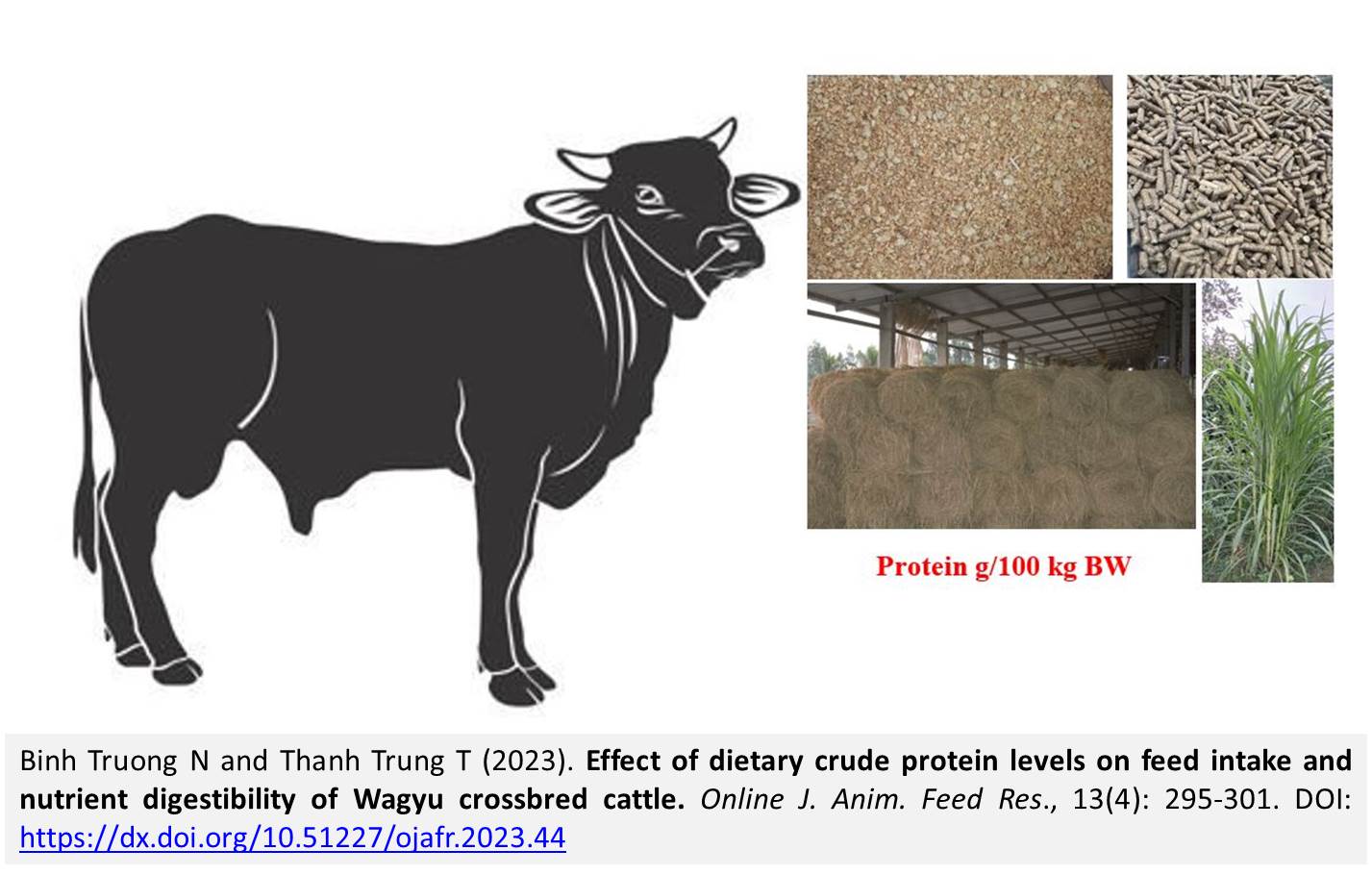 1286-Wagyu_crossbred_cattle