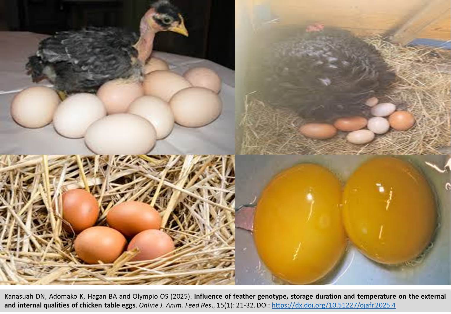 380-feather_genotype_storage_duration_and_temperature_on_chicken_table_eggs