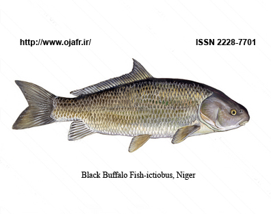 -a-black-buffalo-fish-ictiobus-niger-by-jvpd