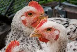 Local_Chicken_Ecotypes_Ethiopia