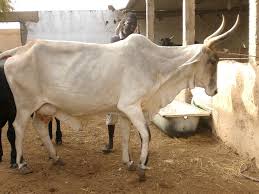 OJAFR-05Sep-2018_-_indigenous_dairy_cattle