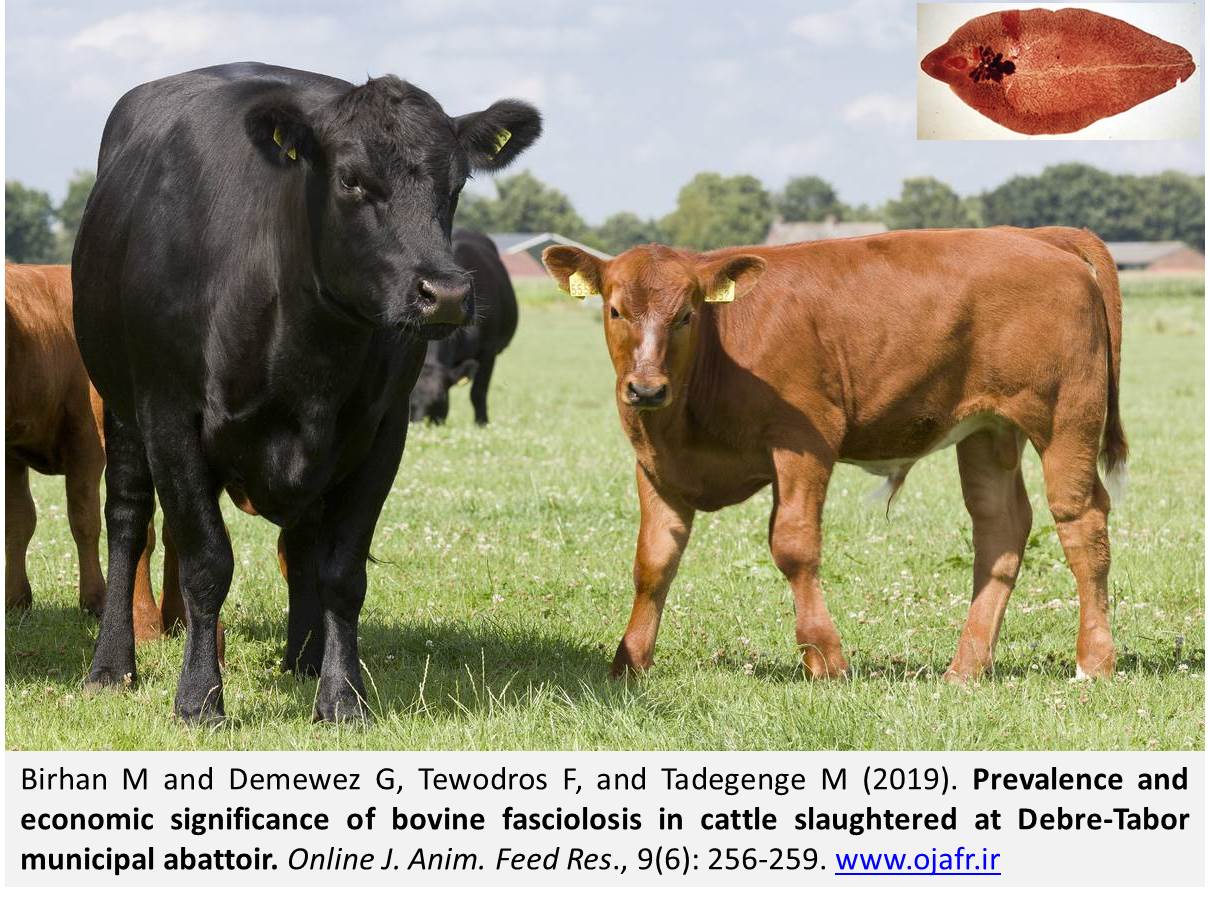 bovine_fasciolosis_in_cattle