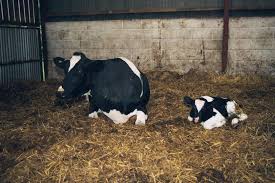 endometritis_in_dairy_cows