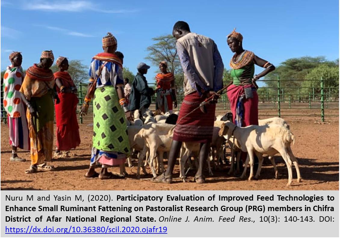 1141-Enhance_Small_Ruminant_Fattening_on_Pastoralist_Research_Group