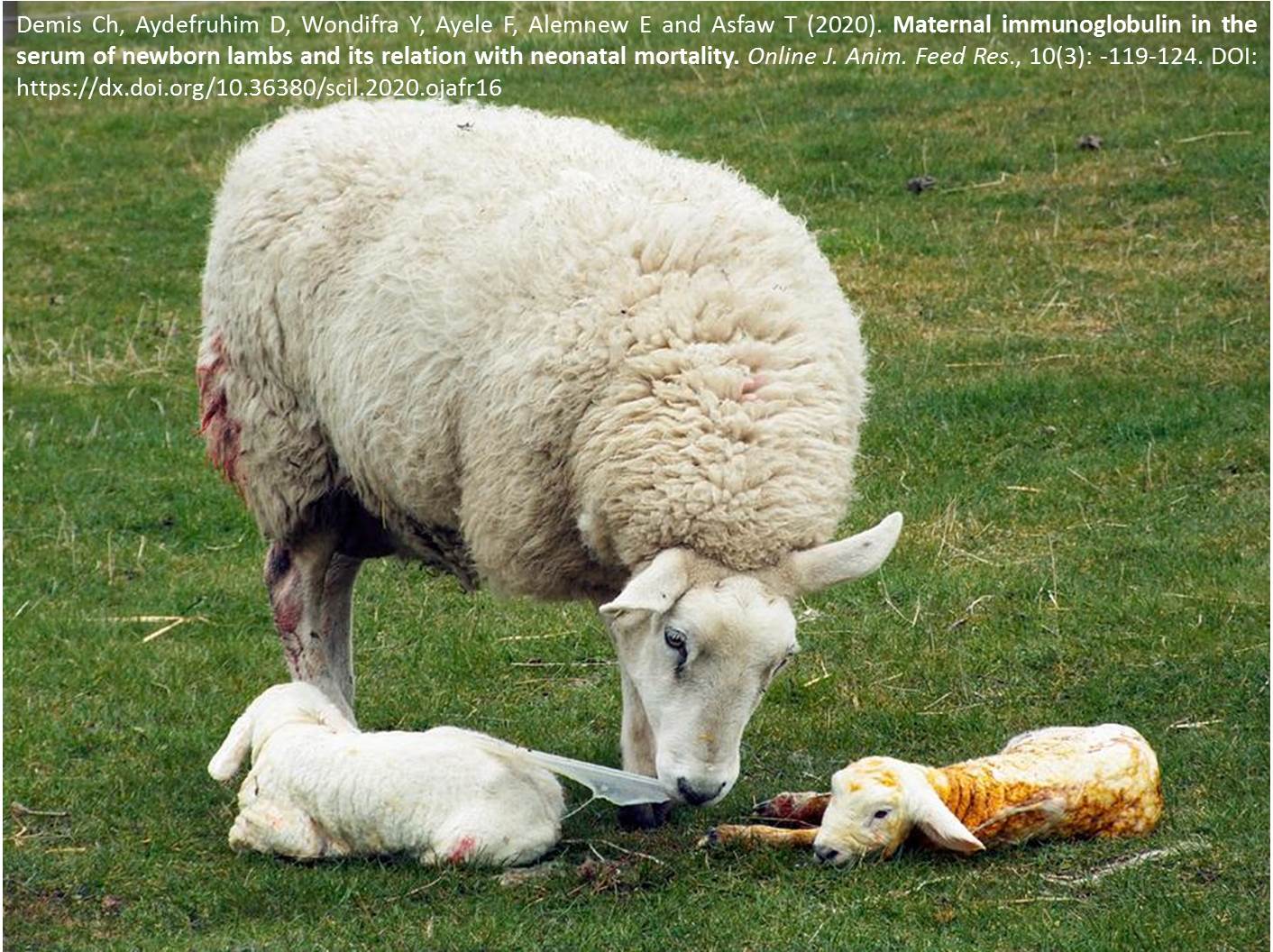 1166-neonatal_mortality_of_newborn_lambs