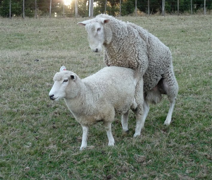 natural_mating_on_production_of_crossbred_lambs