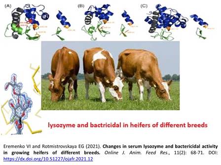 1207_serum_lysozyme_and_bactericidal_activity_in_heifers--low