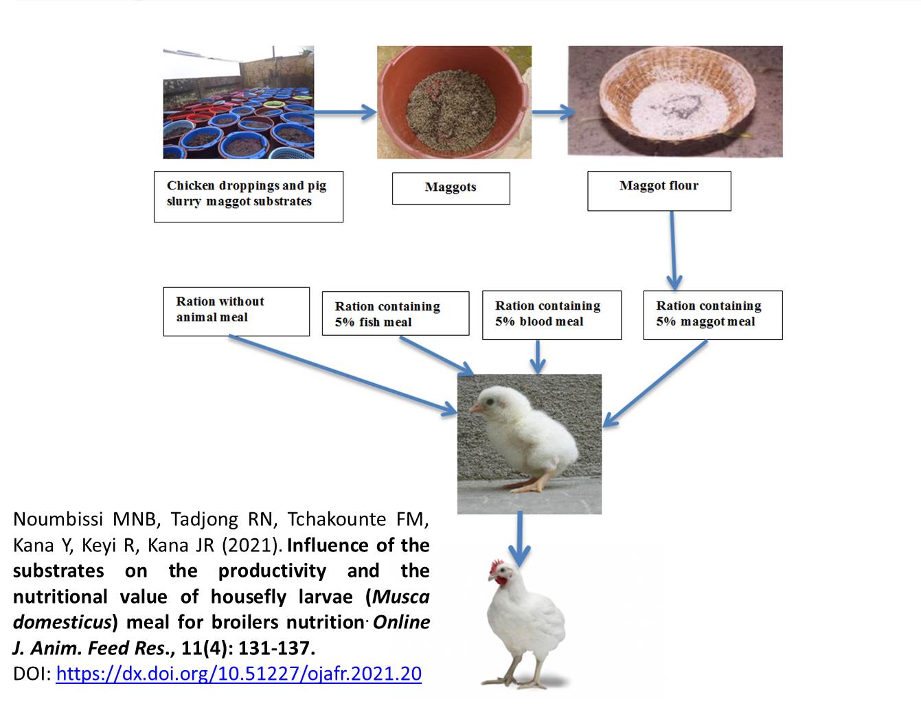 29-housefly_larvae_Musca_domesticus_meal_for_broilers_nutrition