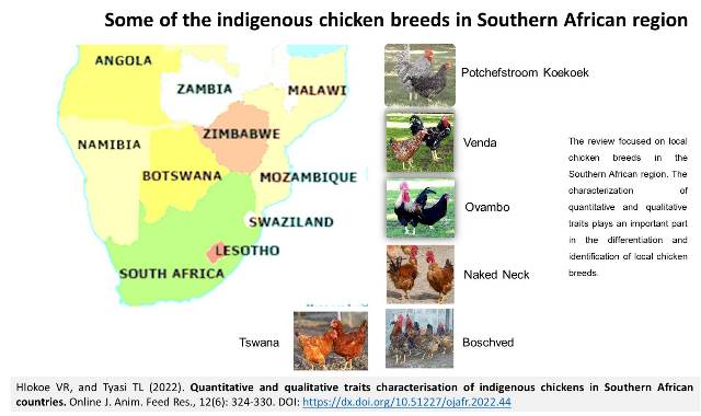 118-indigenous_chickens_in_Southern_African_countries