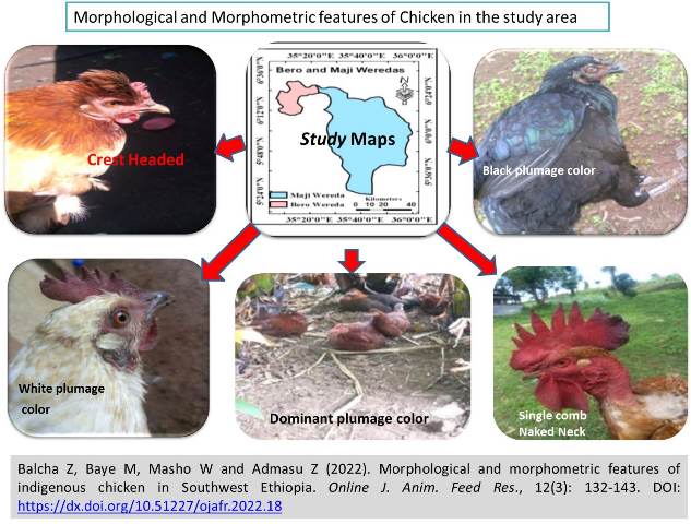 1238-Morphological_and_morphometric_of_chicken