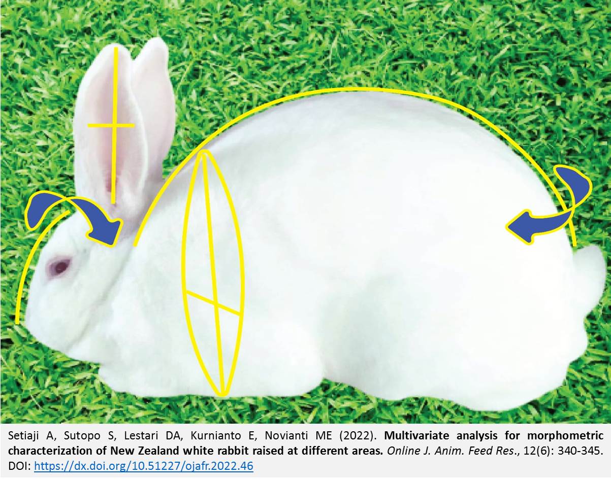 137-morphometric_characterization_of_New_Zealand_white_rabbit_raised_at_different_areas
