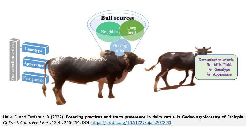 demeke_Haile-_Breeding_practices_in_dairy_cattle