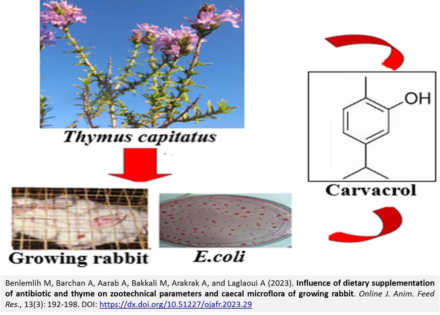174-dietary_supplementation_of_antibiotic_and_thyme_on_rabbit