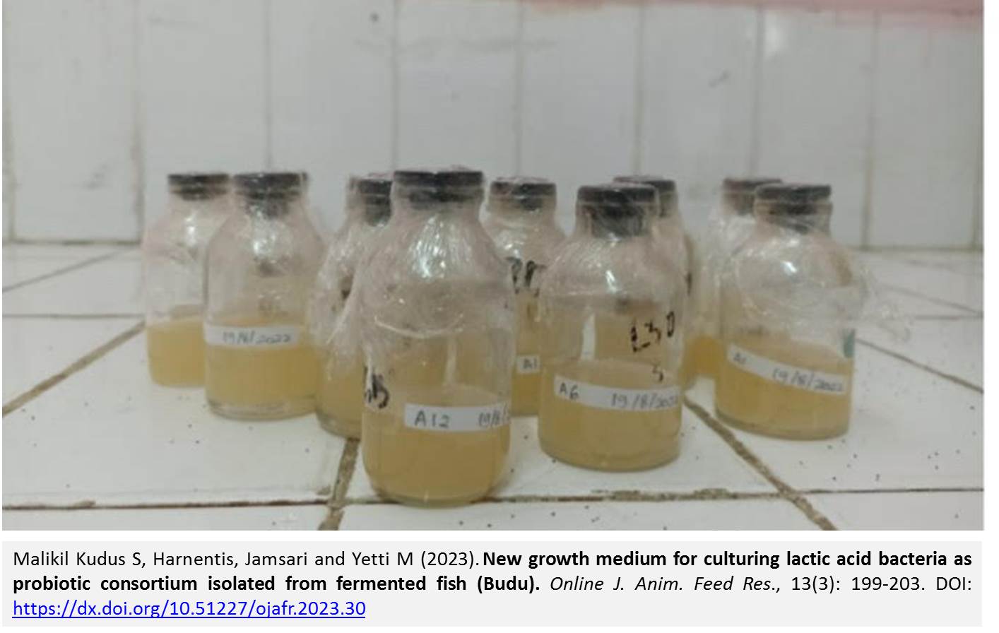 202-probiotic_consortium_isolated_from_fermented_fish_Budu