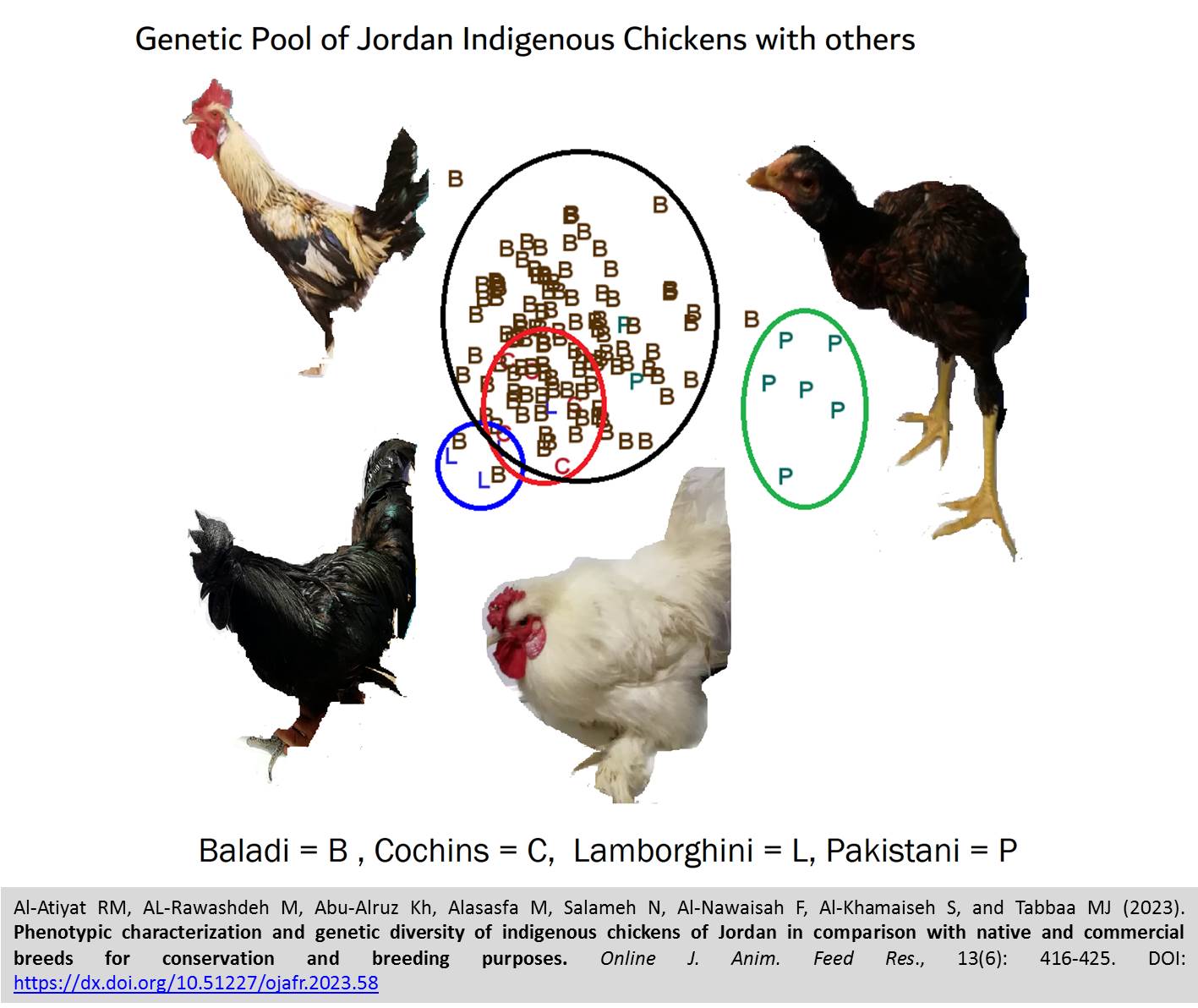 253-Jordan_indigenous_chickens