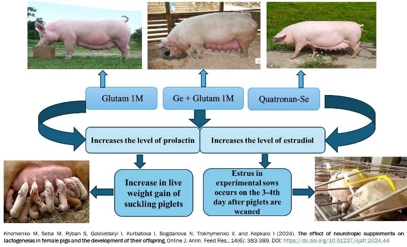 357-neurotropic_in_female_pigs