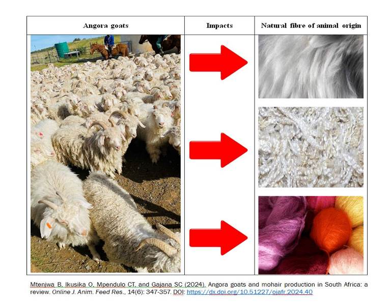 SA001-mohair_production