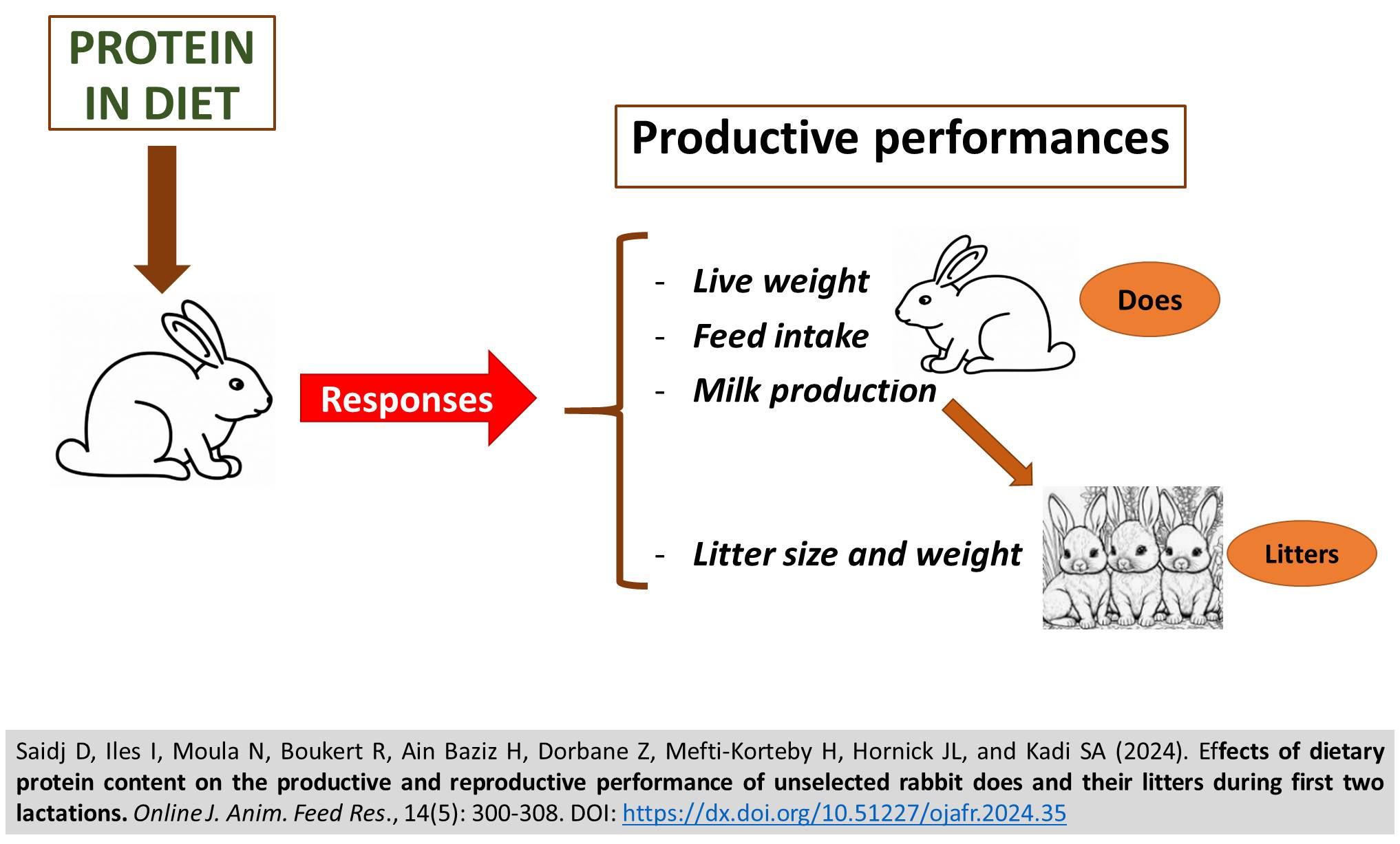 SA202405-_productive_and_reproductive_performance_of_unselected_rabbit_does