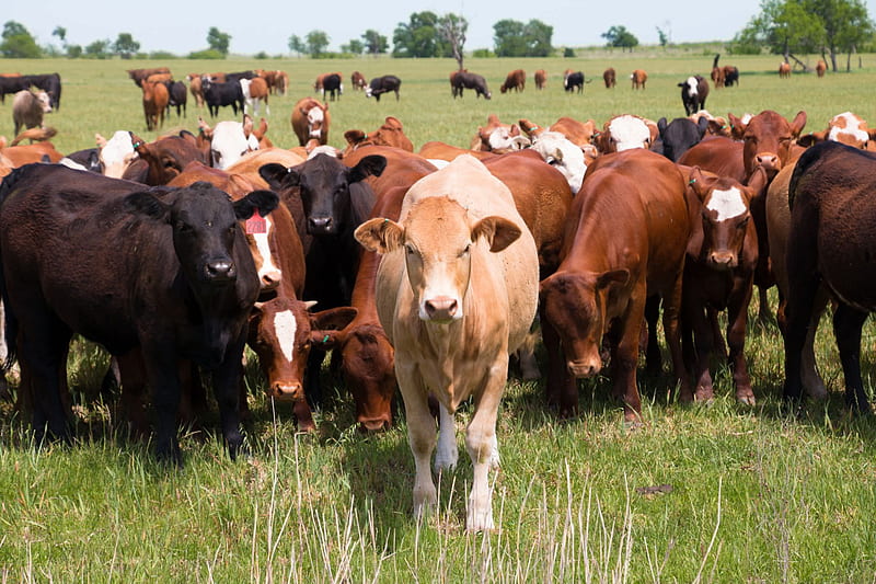 473_-umbilical_lesions_in_livestock_farming