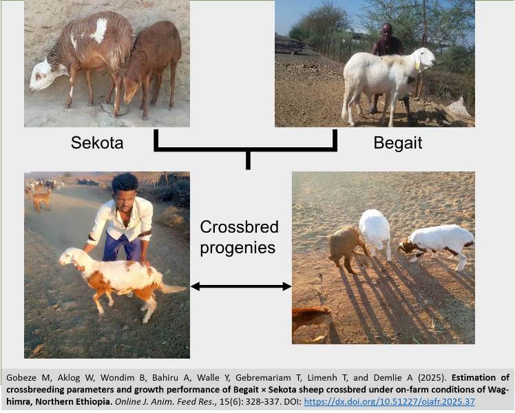 517-Begait__Sekota_sheep_growth