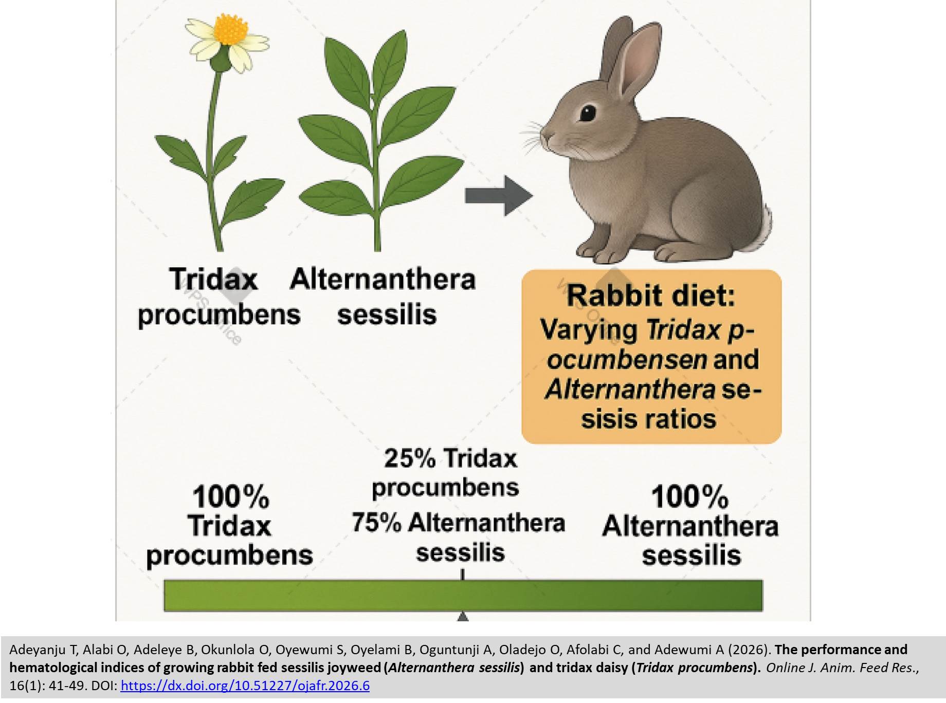 523-rabbit_fed_sessilis_joyweed_Alternanthera_sessilis_and_tridax_daisy_Tridax_procumbens