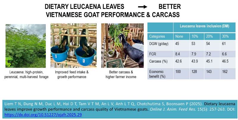 534-leucaena_leaves_Vietnamese_goats