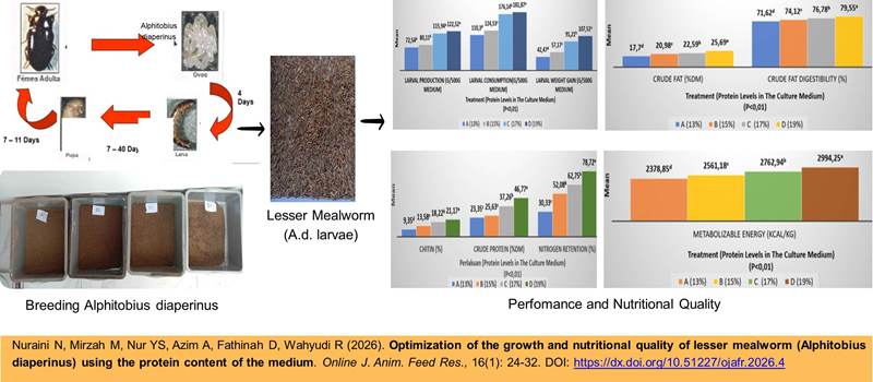 593-Alphitobius_diaperinus