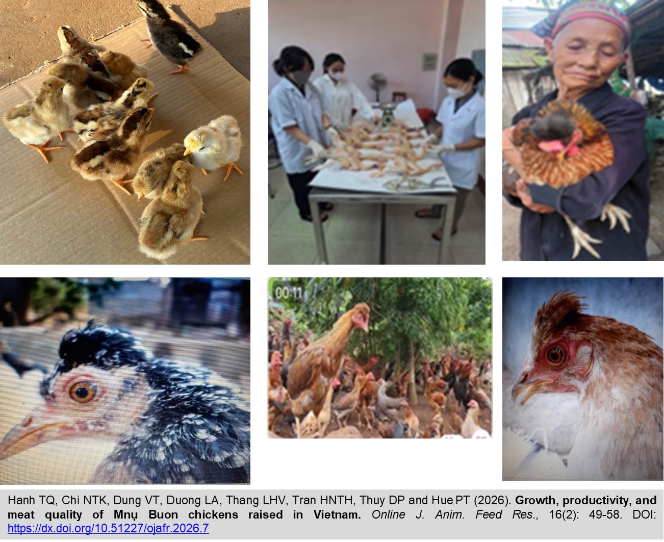 Viet-ojafr-_Growth_productivity_and_meat_quality_of_Mn_Buon_chickens_raised_in_Vietnam
