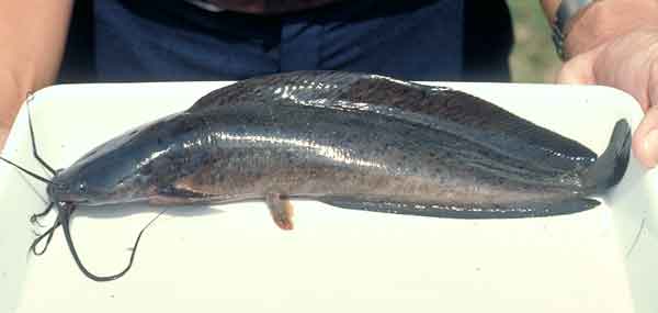 Asian-Catfish-b11