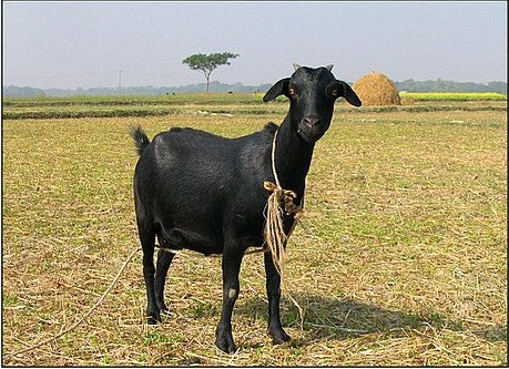 Black_Bengal_Goat
