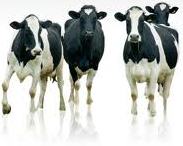 Dairy_cattle