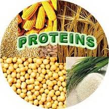Protein_ingredients