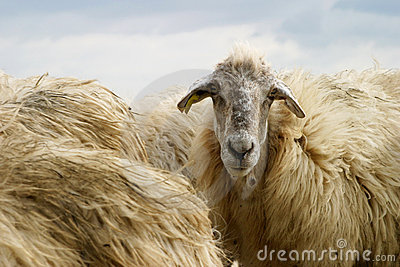 Sicilian_sheep_2_A18