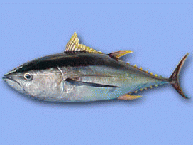 catfishes-tilapia-catfish-fillets-tuna-mackerel