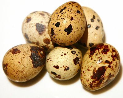 quail_eggs_1